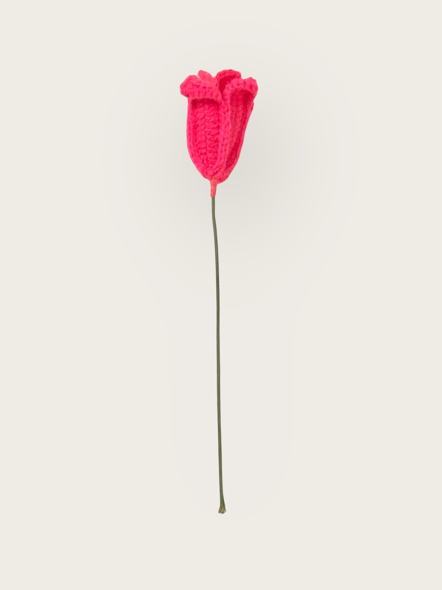 Tulip Flower