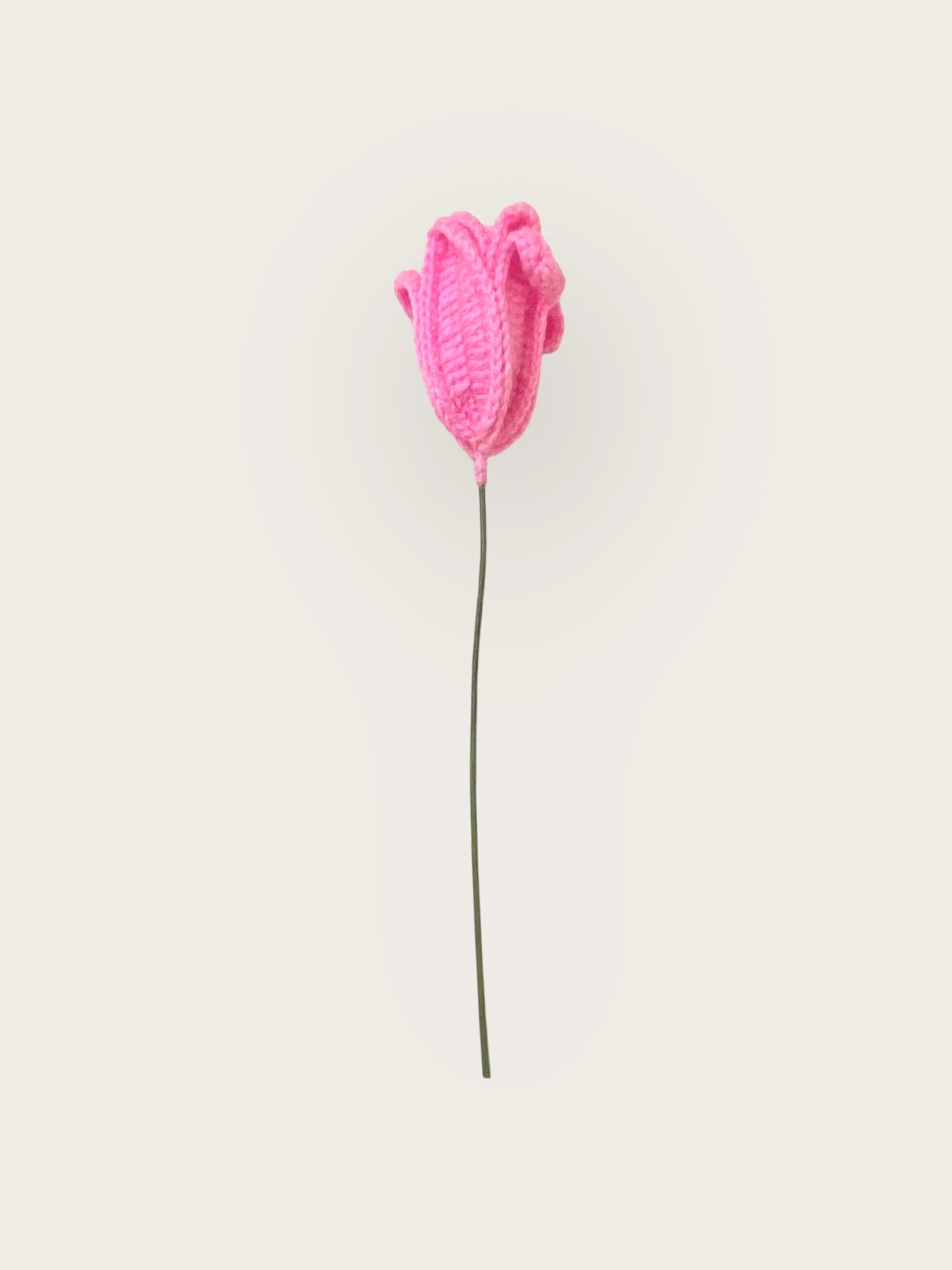Tulip Flower