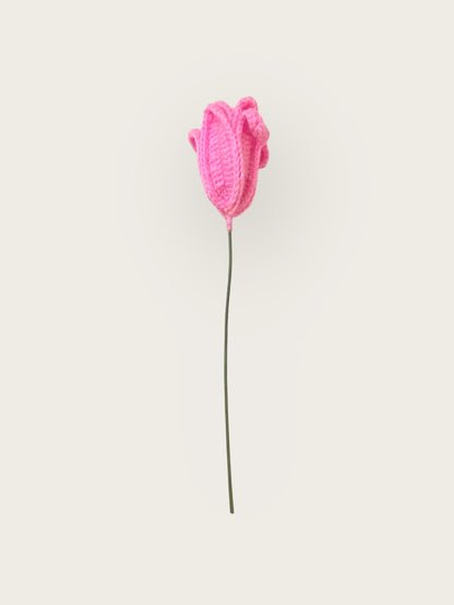 Tulip Flower